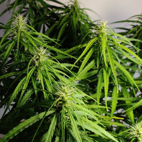 Kerala Gold growlog photo: Day 31 flowering ends
