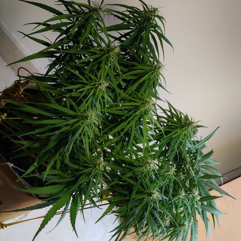 Kerala Gold growlog photo: Day 31 flowering ends