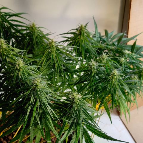 Kerala Gold growlog photo: Day 31 flowering ends
