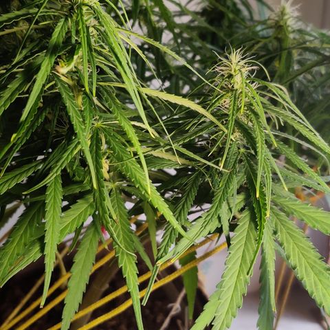 Kerala Gold growlog photo: Day 31 flowering ends