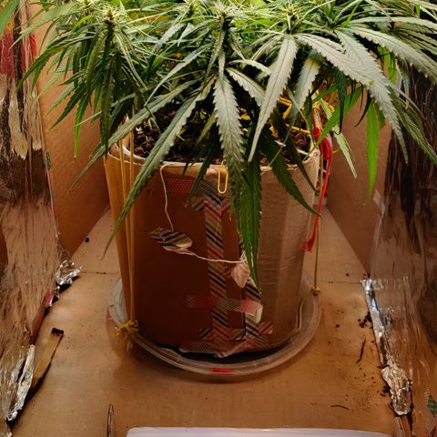 Kerala Gold growlog photo: Day 33