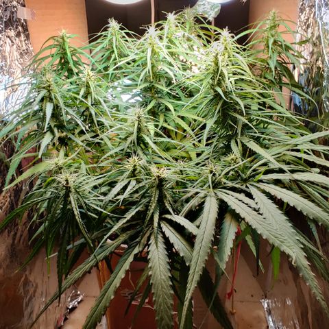 Kerala Gold growlog photo: Day 33
