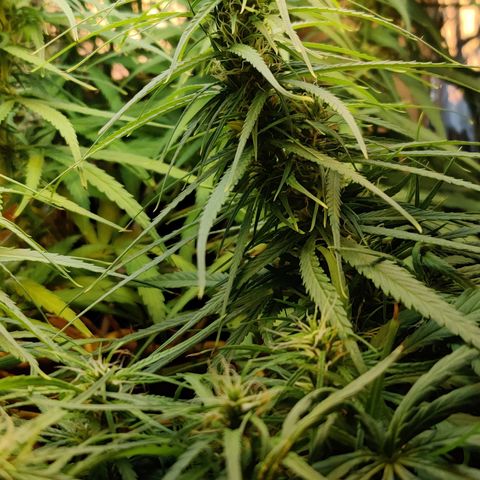 Kerala Gold growlog photo: Day 33