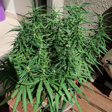 Kerala Gold growlog photo: Day 42 l 6 weeks of flowering done!
Total 13 weeks from seed.