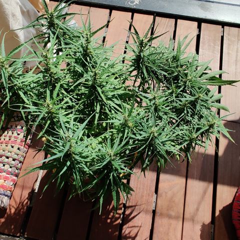 Kerala Gold growlog photo: Day 42 l 6 weeks of flowering done!
Total 13 weeks from seed.