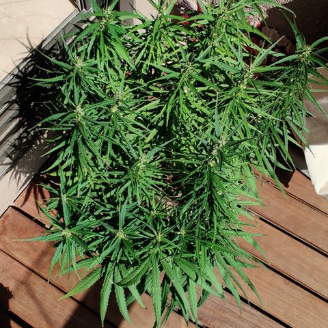 Kerala Gold growlog photo: Day 42 l 6 weeks of flowering done!
Total 13 weeks from seed.
