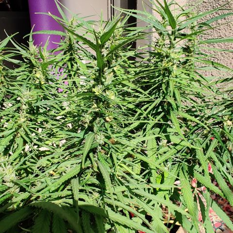 Kerala Gold growlog photo: Day 42 l 6 weeks of flowering done!
Total 13 weeks from seed.