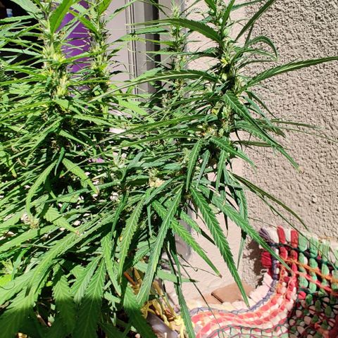 Kerala Gold growlog photo: Day 42 l 6 weeks of flowering done!
Total 13 weeks from seed.