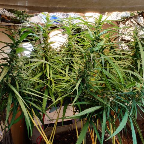 Kerala Gold growlog photo: Day 52 flowering of a hermie
