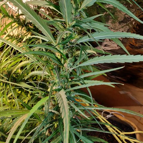 Kerala Gold growlog photo: Day 52 flowering of a hermie