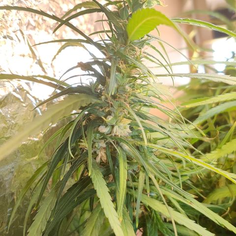 Kerala Gold growlog timeline photo