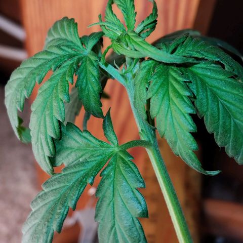 LSD auto  growlog photo: First white hairs 