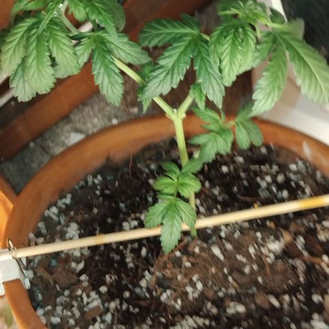 LSD auto  growlog timeline photo