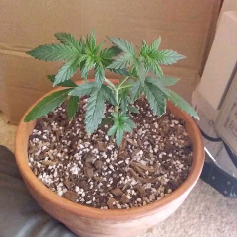 LSD auto  growlog timeline photo