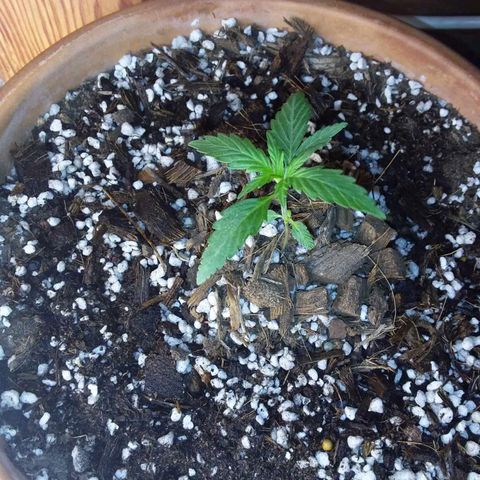 LSD auto  growlog timeline photo