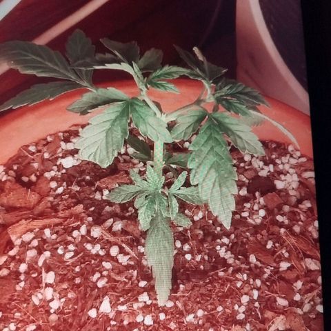 LSD auto  growlog timeline photo