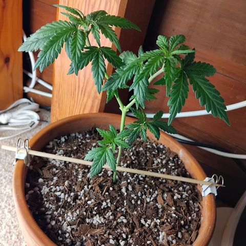 LSD auto  growlog timeline photo