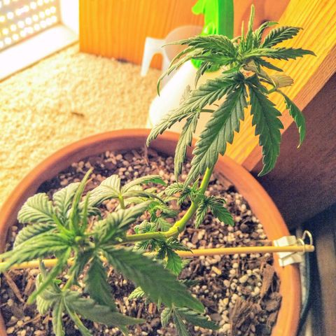 LSD auto  growlog timeline photo