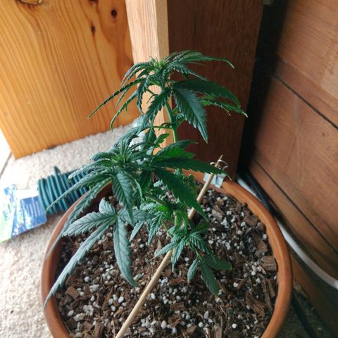 LSD auto  growlog timeline photo