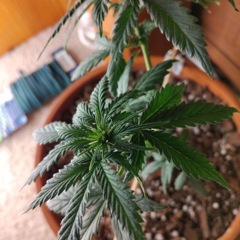 LSD auto  growlog timeline photo