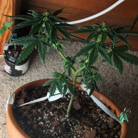 LSD auto  growlog timeline photo