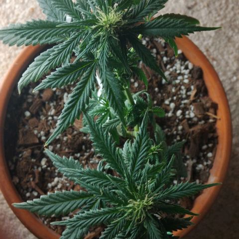 LSD auto  growlog timeline photo