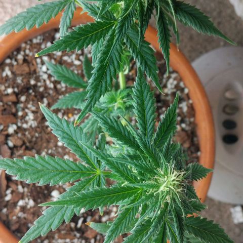 LSD auto  growlog timeline photo