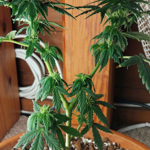 LSD auto  growlog timeline photo