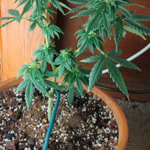 LSD auto  growlog timeline photo