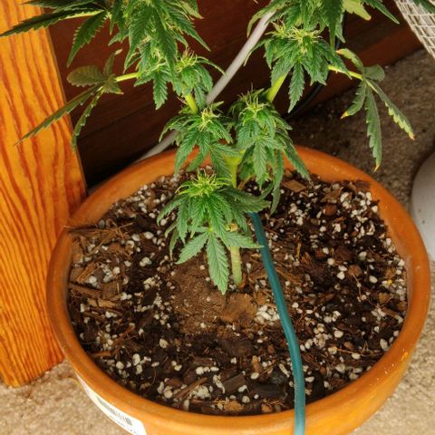 LSD auto  growlog timeline photo