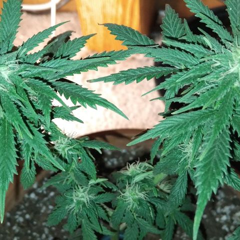 LSD auto  growlog timeline photo
