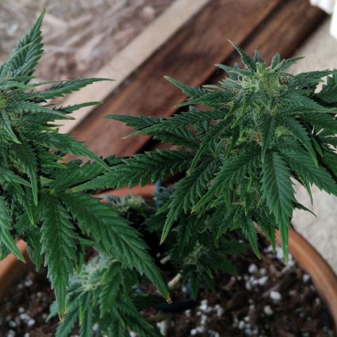 LSD auto  growlog timeline photo
