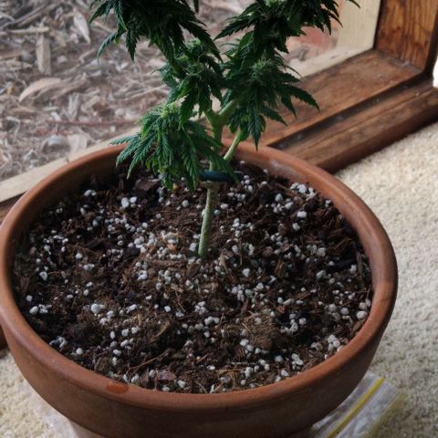 LSD auto  growlog timeline photo