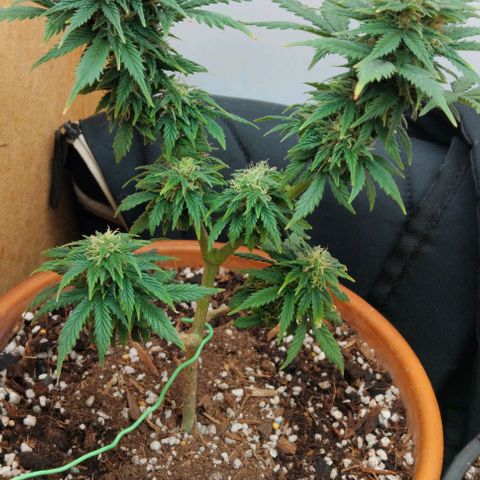 LSD auto  growlog timeline photo