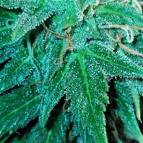LSD auto  growlog timeline photo