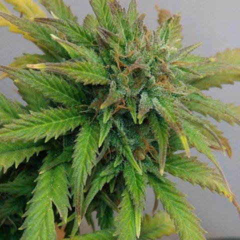 LSD auto  growlog timeline photo