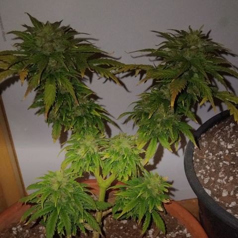 LSD auto  growlog timeline photo