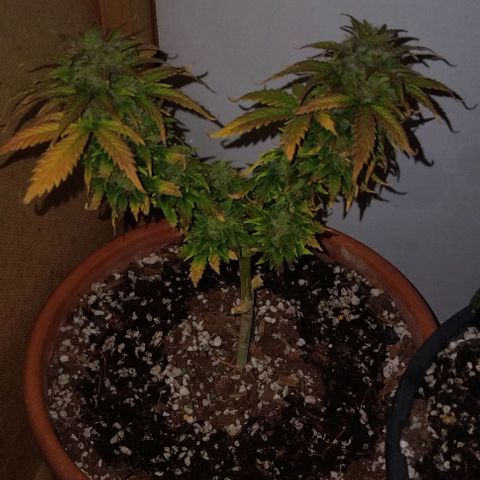 LSD auto  growlog timeline photo