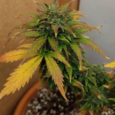 LSD auto  growlog timeline photo