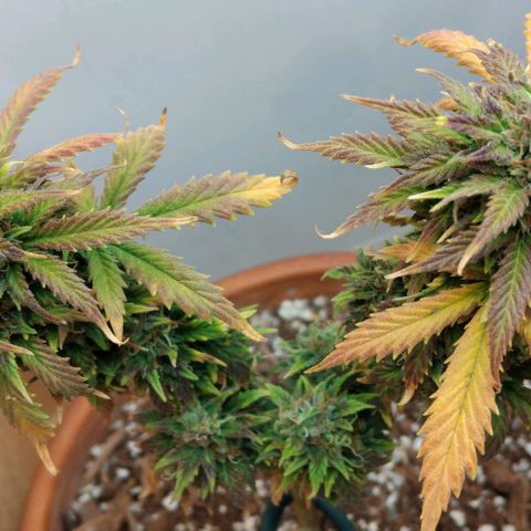 LSD auto  growlog photo: Pretty purple 