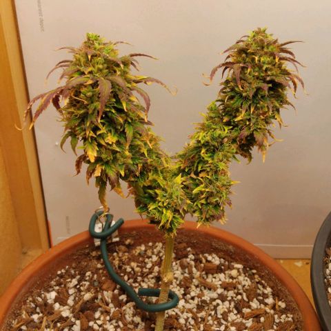 LSD auto  growlog timeline photo