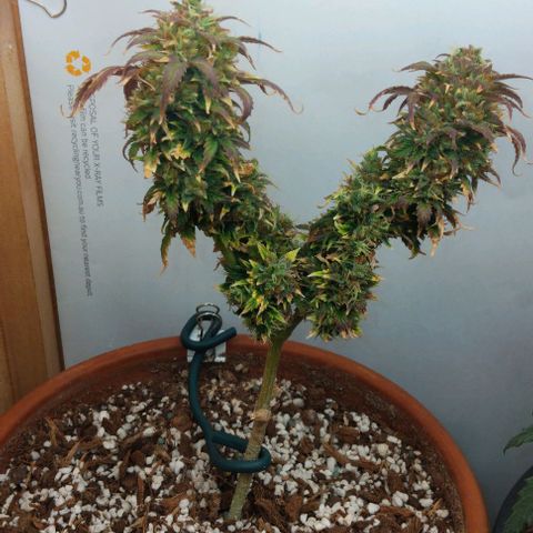 LSD auto  growlog timeline photo