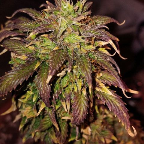 LSD auto  growlog timeline photo