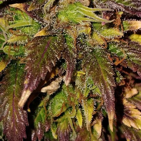 LSD auto  growlog photo: Waiting on amber trichs. Yellow/white hairs still sprouting. Just waiting it out 
