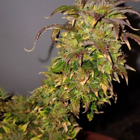 LSD auto  growlog timeline photo