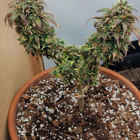 LSD auto  growlog timeline photo