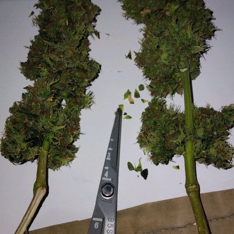 LSD auto  growlog timeline photo