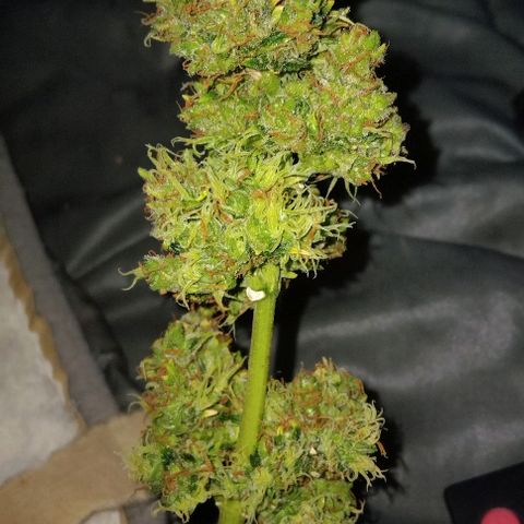 LSD auto  growlog timeline photo