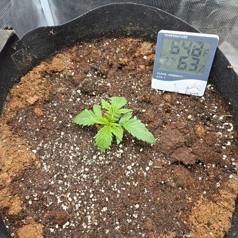 Dos Si Dos x61 x Fortune Cookie  growlog timeline photo
