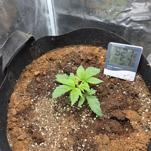 Dos Si Dos x61 x Fortune Cookie  growlog timeline photo